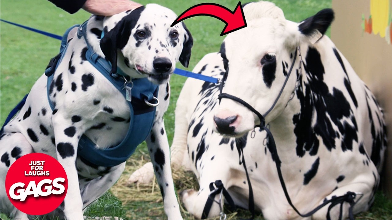 Hilarious New Dog Pranks 2025 | Just For Laughs Gags