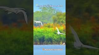 Download lagu [China Travelogue] Nansha Wetland: A Haven for Migratory Wings mp3