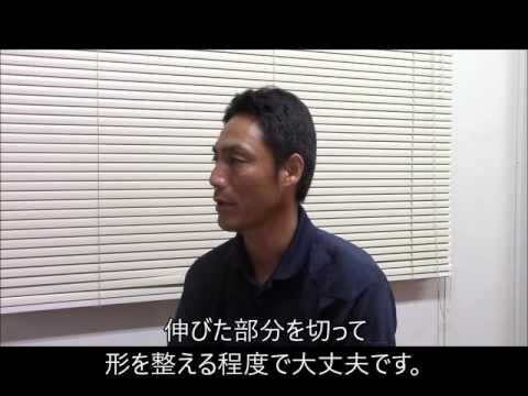 クチナシの剪定時期と方法は？プロセス全体は 4 つのステップで完了  庭園