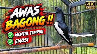 Download lagu KACER GACOR KONSLET FULL ISIAN TEMBAKAN KASAR AMPUH MERANGSANG EMOSI KACER LAIN CEPAT PANAS EMOSI mp3