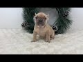 French Bulldog dogs for sale: Ina - Video 1