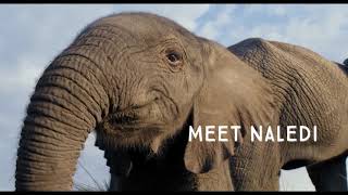 Naledi: A Baby Elephant's Tale (2016)