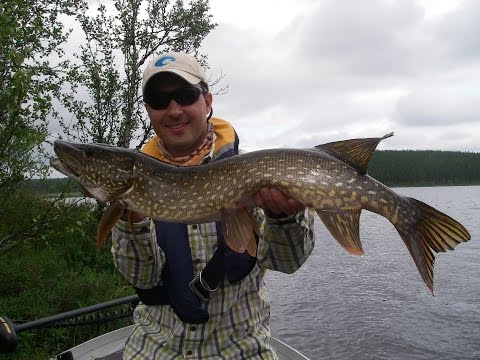 Fly fishing for pike