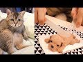 Cat Reaction To Cutting Cake Funny Dog Cake Reaction Compilation