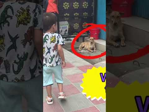 How This Adorable Baby Reacted to Meeting a Dog for the First Time! #viral #trending #youtubeshorts