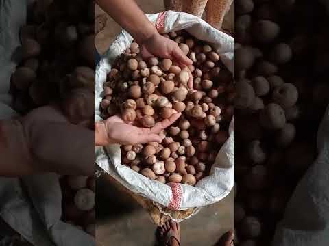 Brown Whole Betel Nuts