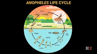 Vector biology and malaria transmission