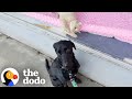 Labrador Falls For A Cat In The Window So His Mom Adopts Her The Dodo