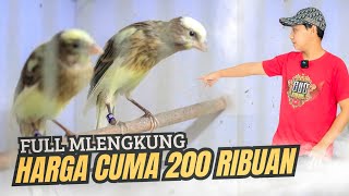 Download lagu CUMA 200 RIBUAN❗KENARI FULL MLENGKUNG mp3