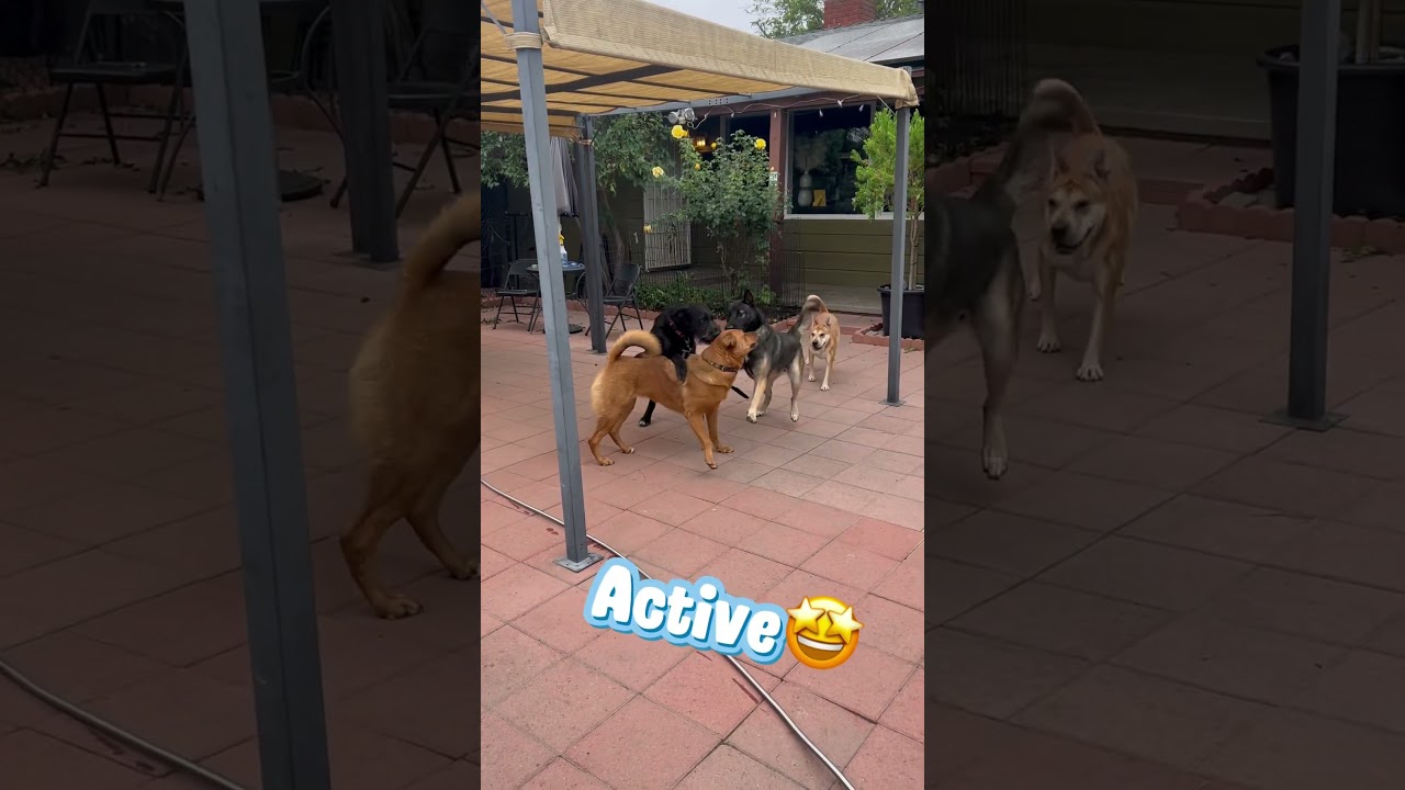 Jack, an adoptable mixed breed in Burbank, CA video 6/6