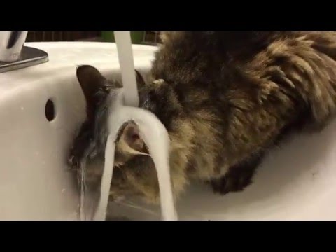 Snax only drinks from the sink