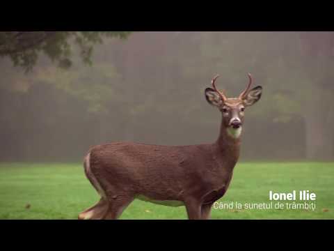 Ionel Ilie - Cand la sunetul de trambiti