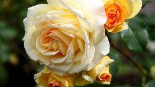 Download lagu Francis Lai -- Melissa mp3 Download lagu Francis Lai -- Melissa mp3