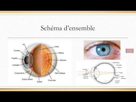 L'ANATOMIE DE L'OEIL (les bases à connaître)