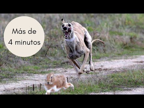 Carrera de galgos y liebre de 4 minutos en cercon  / #galgos  #federaciongalgos #galgosdron  #caza