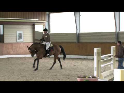 Lord Pezi Junior v. Lord Pezi - Quattro / Hengstvorführung Vechta 2014 - Böckmann Pferde