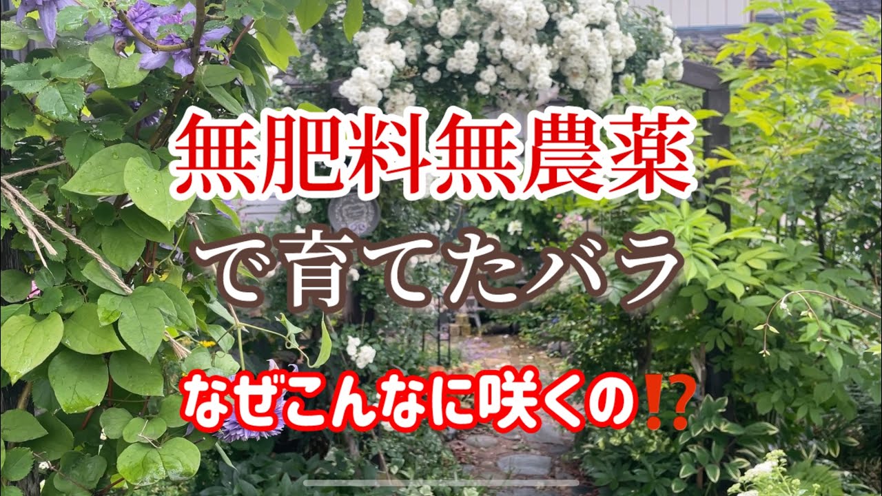 年々薔薇が元気になる🌹無肥料無農薬で害虫が減る理由‼️
