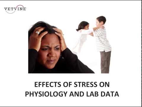 Cats and Stress - Physiologic Effects