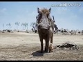 Lion King Troll Malayalam