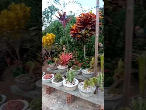 sítio do senhor Jaime Ramos. # fazenda murici -santanopolis -Bahia