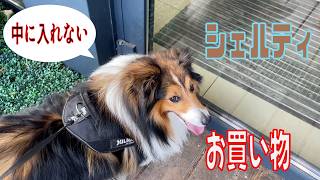 【シェルティ】お買い物【フランス田舎暮らし🇫🇷】#犬の散歩 #賢い犬 #犬のいる暮らし #マイペースな犬