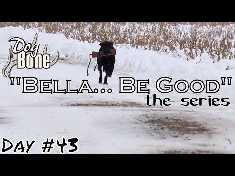 "Bella... Be Good" Gun Dog Puppy Heel and Steadiness Training | Ep: #43