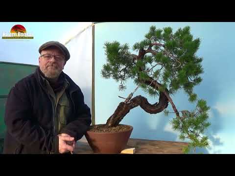 Scots Pine Yamadori Bonsai Styling Demonstration by Graham Potter