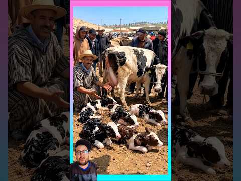تبارك الله البقرة ولدات ليه في سوق خمسة عجول الله يبارك ههههه