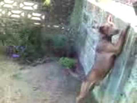 Freddy bing go jompo dan a fasie