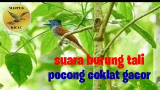 Download lagu Suara burung tali pocong coklat gacor mp3 Download lagu Suara burung tali pocong coklat gacor mp3