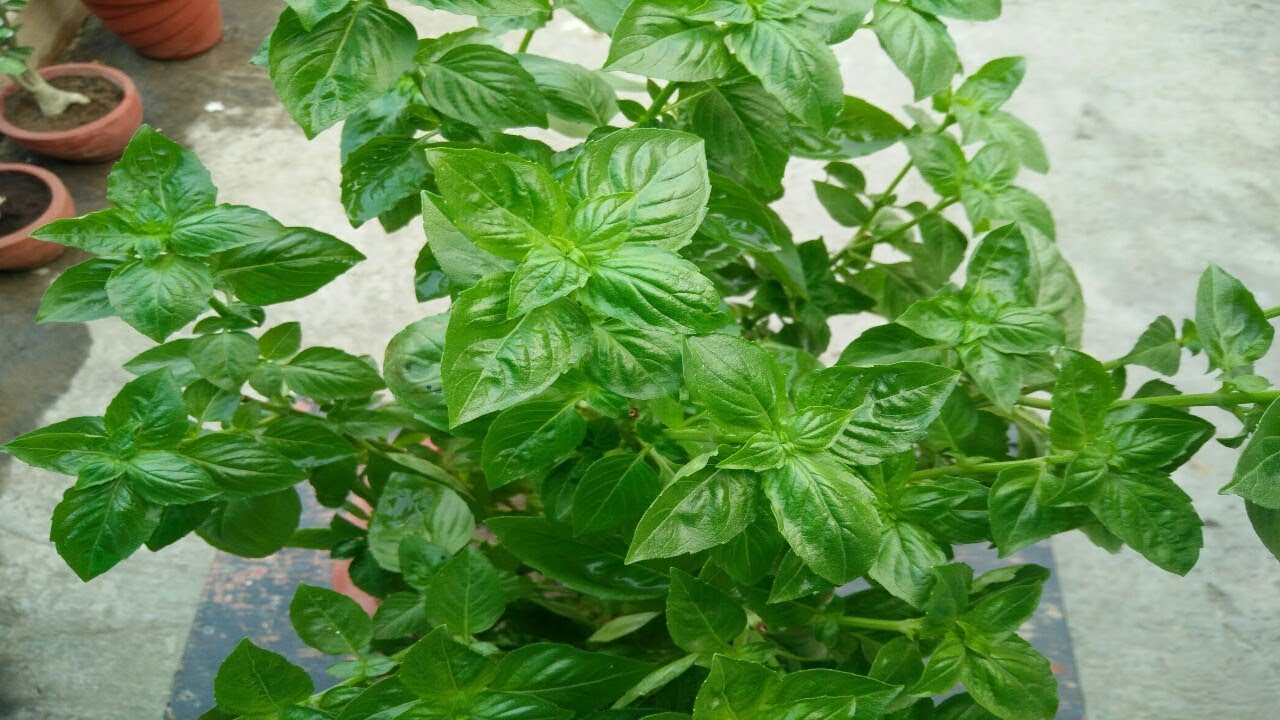 Growing Sweet Basil Plant (in Hindi)