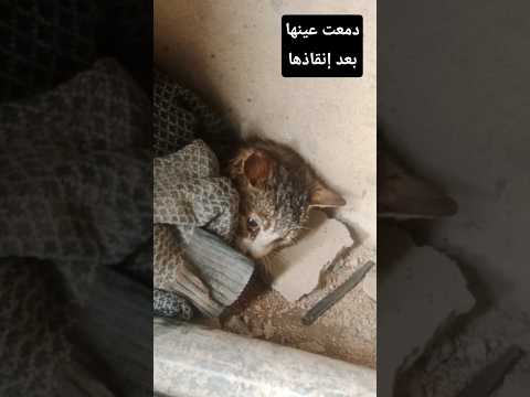 القطة  دمعت عينها بعدما عانت قبل انقادها #cat #cats #قطط #قط
