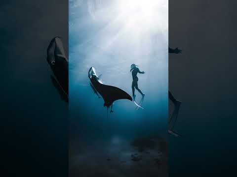 shark attack #shorts #youtubeshorts