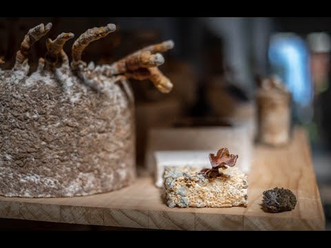 Fungi Solutions - Leading the way in Circular Economy