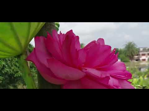 My Water Garden Update --11.08.25