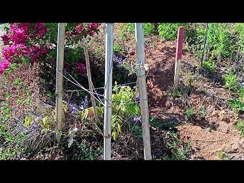 Por Dentro de Minas Gerais: Bueno Brandão/Munhoz Ep. 1:2