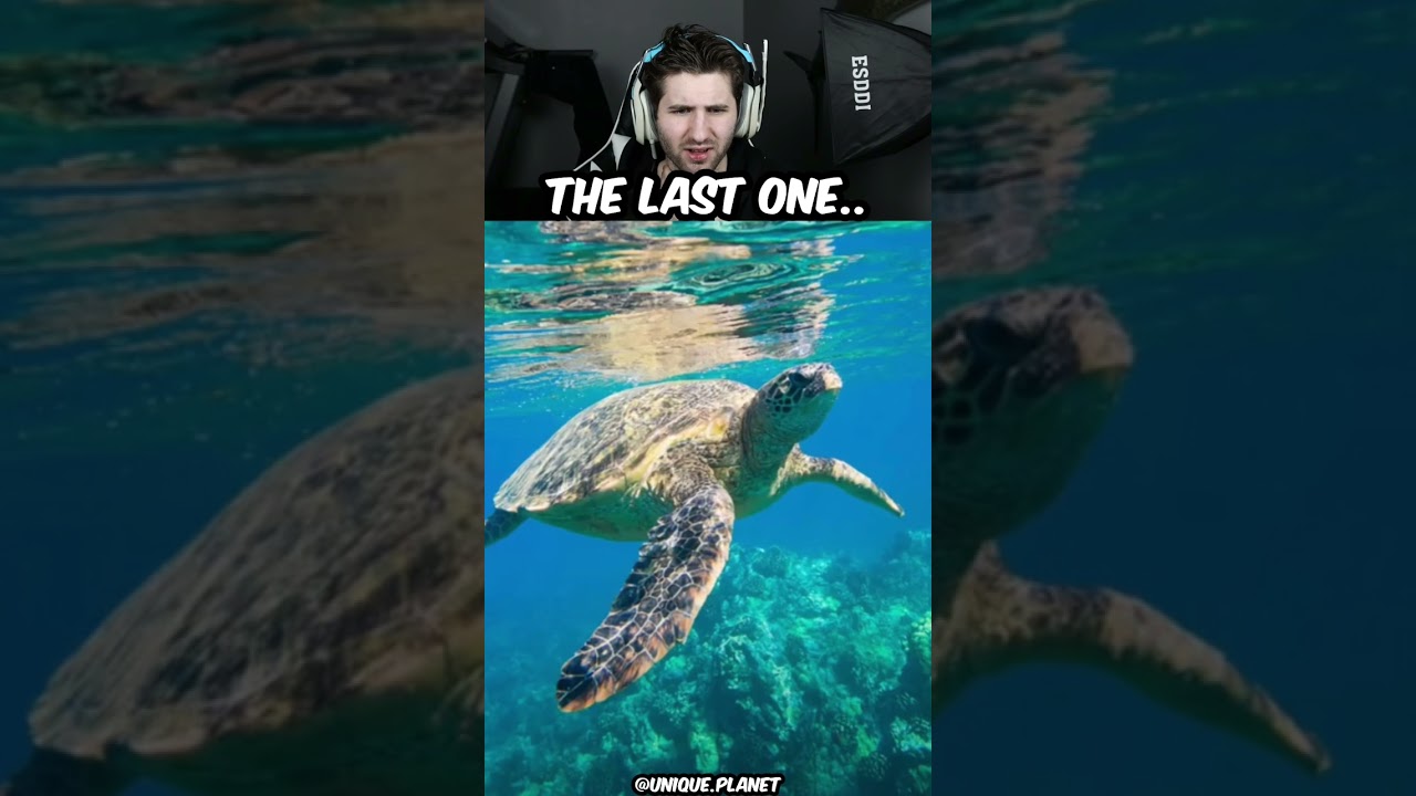 HOW BIG A SEA TURTLE ACTUALLY IS!