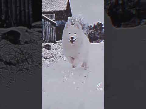 Breed's Dog Lovers in Tunisia💛💛  #husky 💯 #Dog💯 #dogfamily 💯