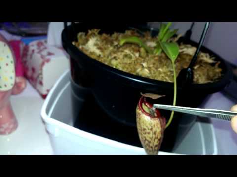 Nepenthes lady Pauline feeding epic fail