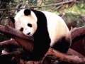 Deerhoof - Panda