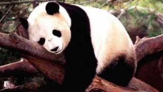 Deerhoof - Panda