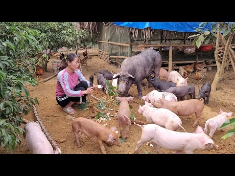 Pig care.  Making sow feed is special.  (Episode 139).
