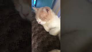 Download lagu Galau ku ai dia (Doel Sumbang AI) #kucing #cat mp3 Download lagu Galau ku ai dia (Doel Sumbang AI) #kucing #cat mp3