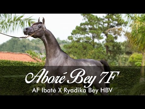 Aboré Bey 7F 1 - AF Ibaté X Ryadika Bey HBV