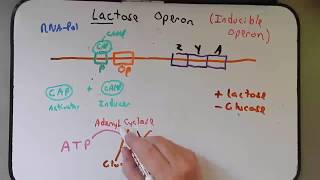 Gene Regulation lac operon