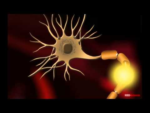 Neuron or Nerve Cell