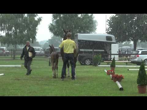 Sudweyher Fohlenschau 2014 - Kat.-Nr. 65