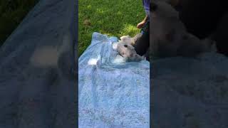Video preview image #1 Zuchon Puppy For Sale in Weston, FL, USA