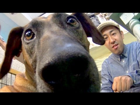 【ライオンを狩る!?】アフリカ生まれの大型犬！ローデシアンリッジバックSP