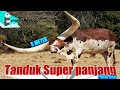 Tanduk Sapi Terpanjang 8 Hewan Dengan Tanduk Terbesar